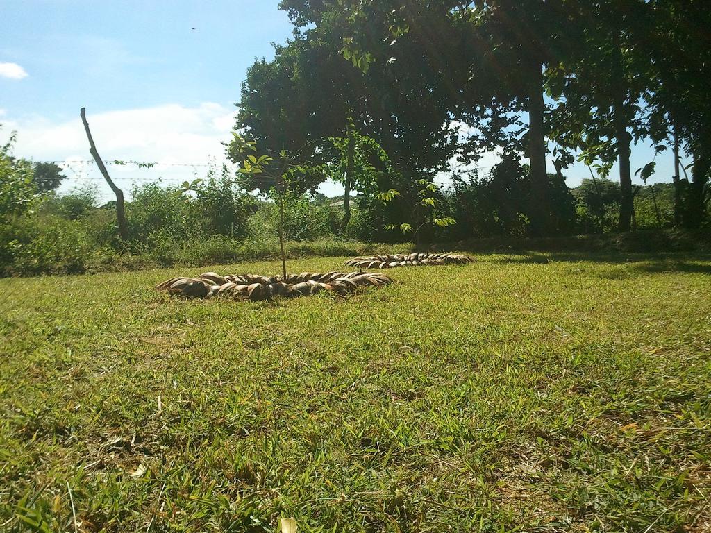 Yala Eco Tree House New Otel Tissamaharama Dış mekan fotoğraf